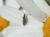 Oedemera lurida